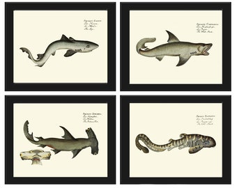 Shark Prints Wall Art Set of 4 Beautiful Antique Vintage Sea Ocean Beach Tropical Marine Science Nautical Fish Home Room Decoración para enmarcar BL