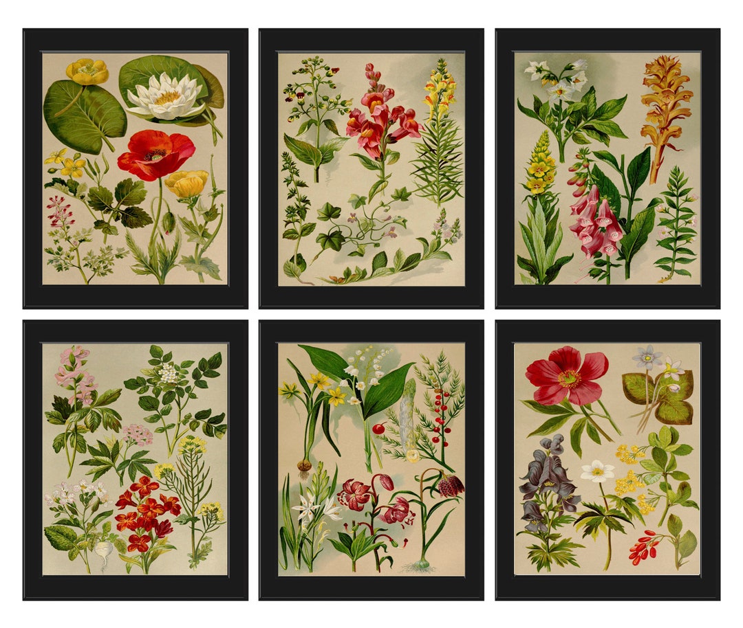 Wildflower Botanical Prints Wall Art Set of 6 Beautiful Antique Vintage ...