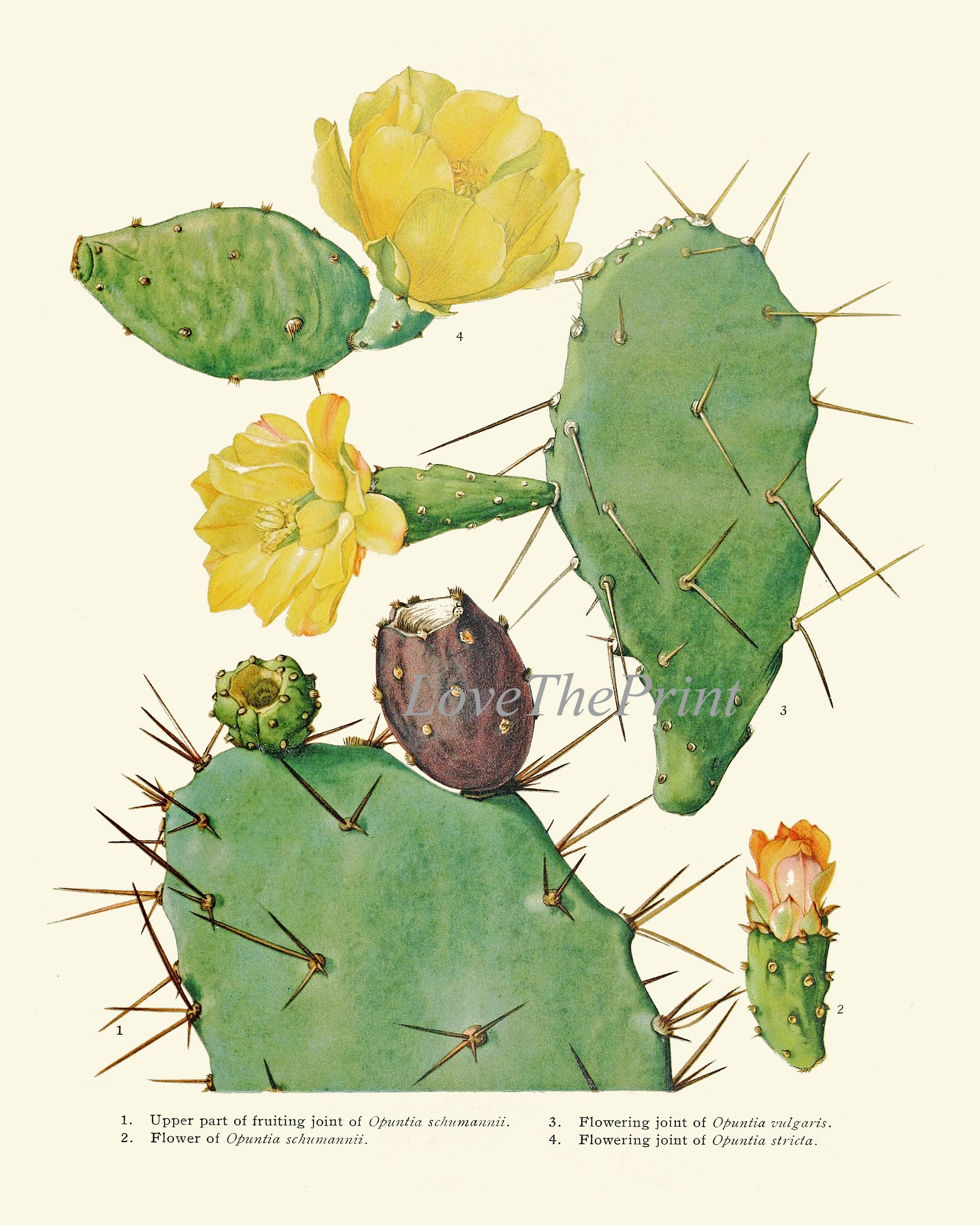 Cactus Botanical Prints Wall Art Set of 9 Beautiful Vintage Antique ...