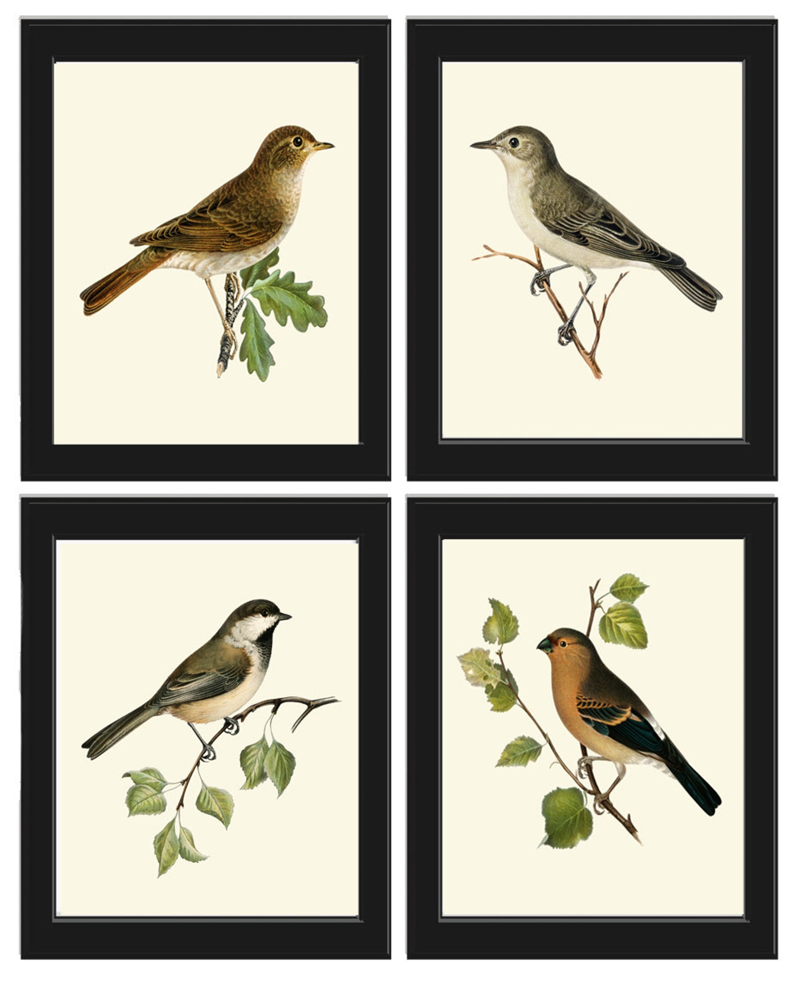 Vintage Bird Home Decor Wall Art Illustration Print Set of 4 Beautiful ...