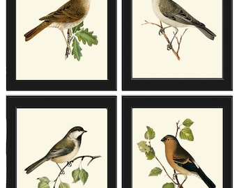 Vintage Bird Home Decor Wall Art Illustration Print Set of 4 Beautiful Forest Tree Nature Bedroom Office Cabin Farmhouse Picture to Frame VW