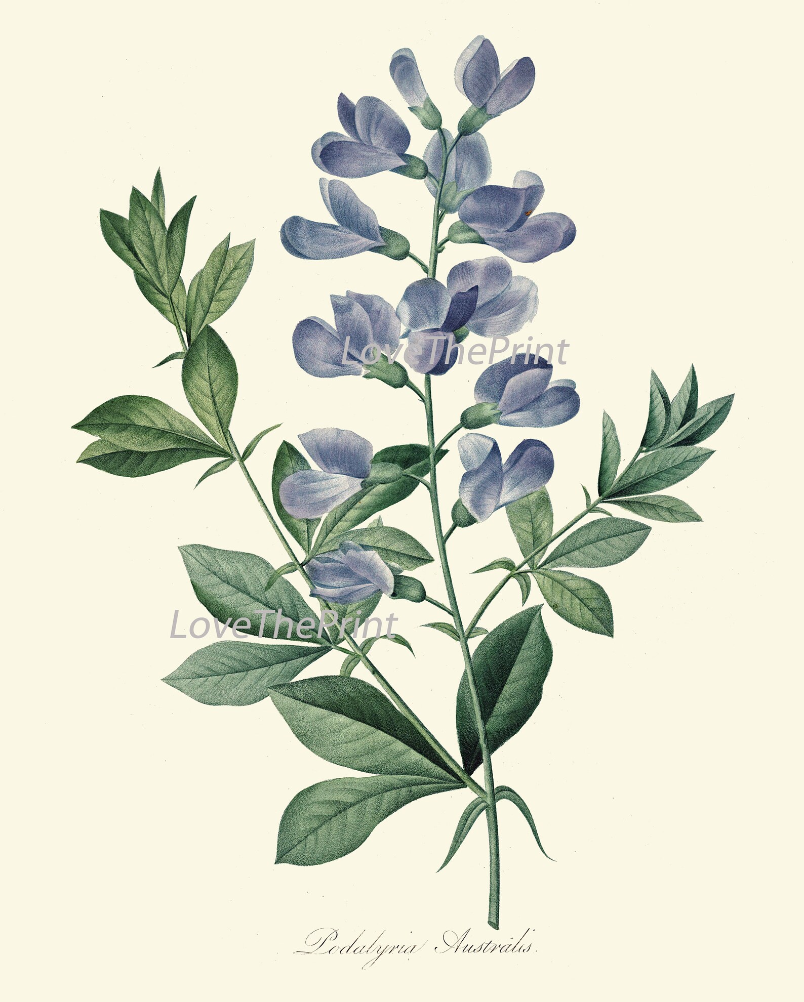 Blue Flowers Botanical Wall Art Set of 4 Prints Beautiful Vintage ...
