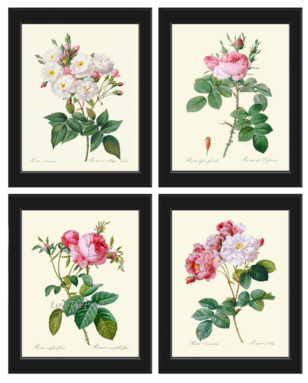 Botanical Print Set French Roses Wall Art Decor Set of 4 Prints ...