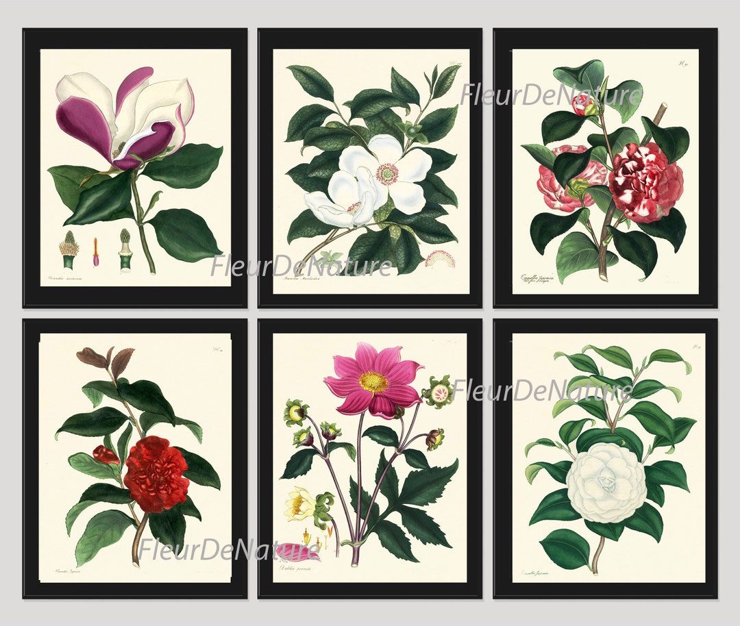 Botanical Wall Art Set of 6 Prints Beautiful White Pink Red Magnolia ...