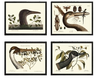 Vintage Bird Wall Art Print Set of 4 Beautiful Antique Duck Crane Cabin Farmhouse Lake House Wildlife Birds Chart Home Decor Poster to  MCT