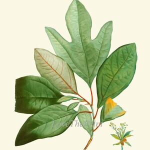 Herbs Botanical Wall Art Set of 12 Prints Beautiful Antique Vintage ...