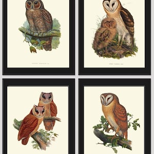 Vintage Owl Bird Wall Art Prints Set of 4 Beautiful Antique Farm Country Cabin Countryside Farmhouse Forest Owl Baby Home Decor to Frame GOU