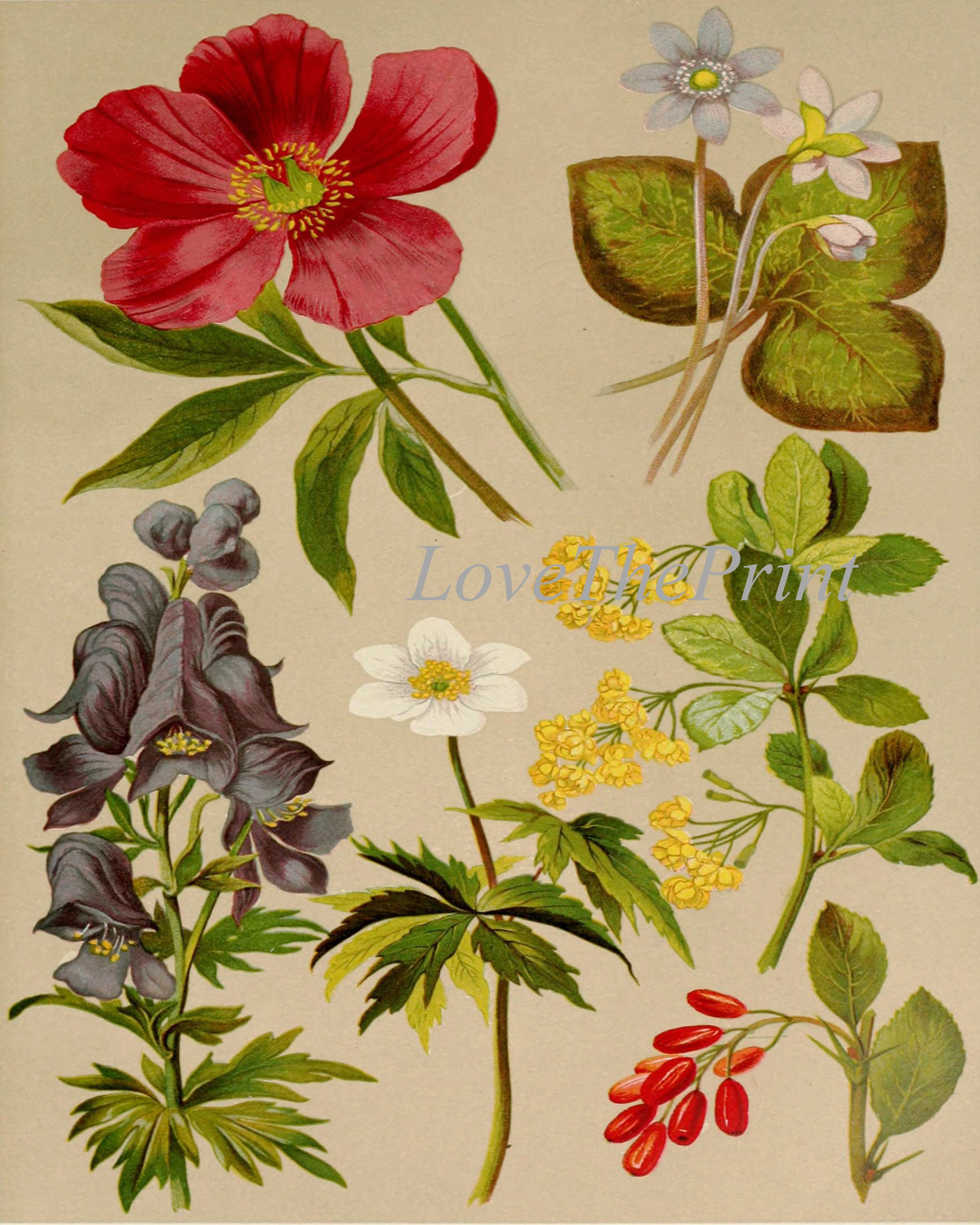 Wildflower Botanical Prints Wall Art Set of 12 Beautiful Antique ...