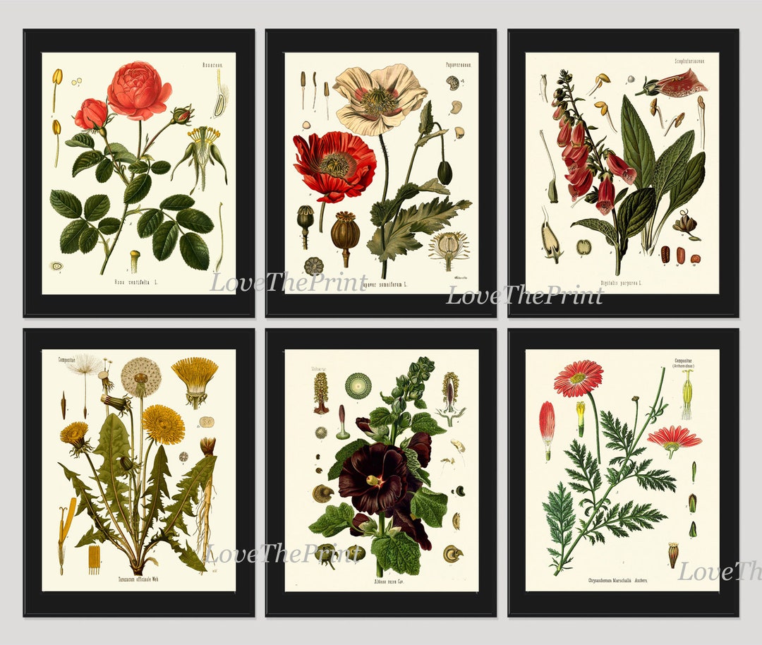 Red Poppy Roses Dandelion Hollyhock Botanical Wall Art Set of 6 Prints ...