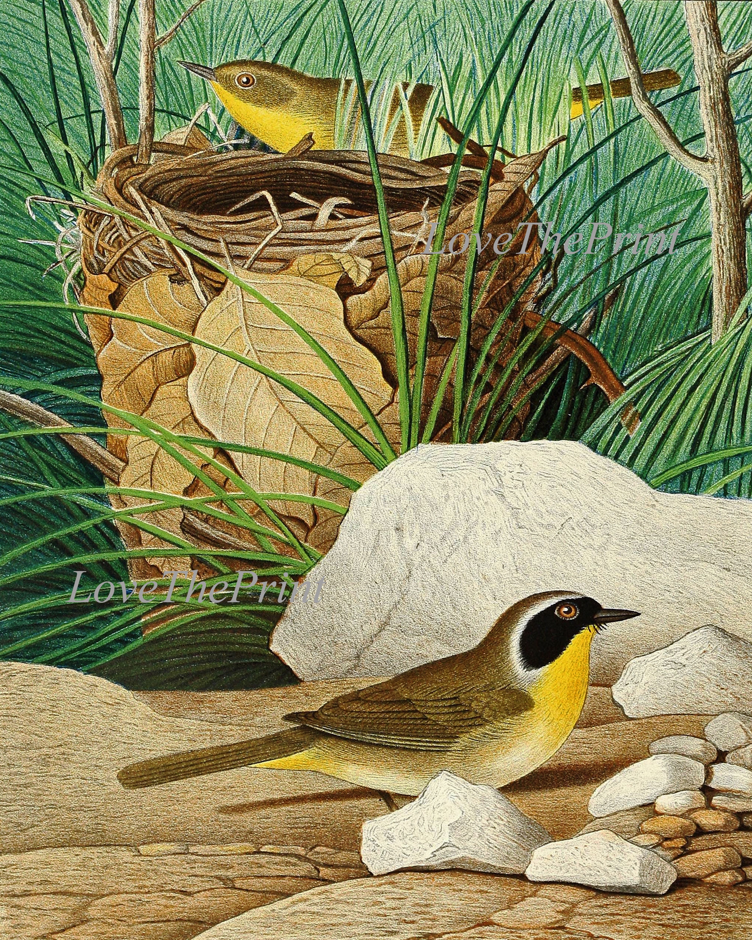 Vintage Birds Painting Wall Decor Art Print Set of 9 Beautiful Antique ...