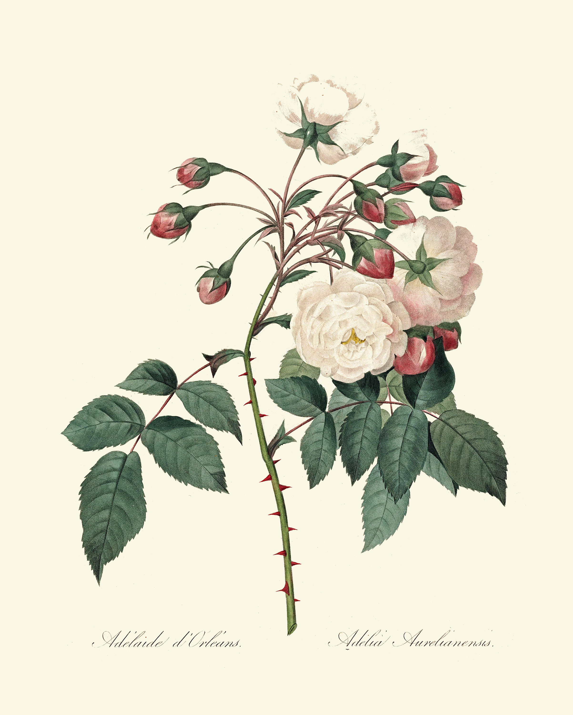 Botanical Print Set of 3 Roses Wall Art Beautiful Antique Vintage White ...