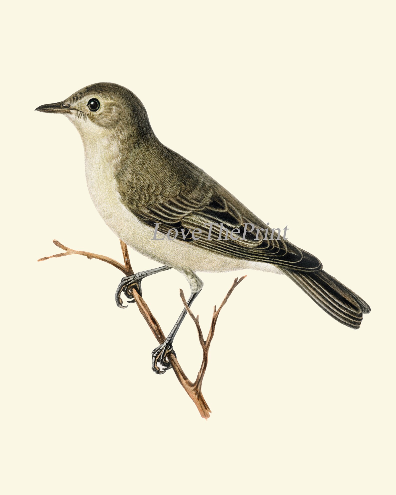 Bird Wall Art Set of 12 Prints Beautiful Antique Vintage Songbirds Bird ...