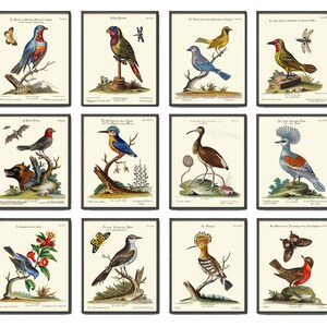 Vintage Bird Wall Art Print Set of 12 Beautiful Antique  Large Bird Gallery Interior Design Designer Decoration Home Room Decor to Frame MCT