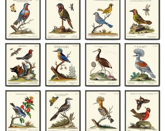 Puede incluir: Una colección de doce grabados de aves vintage enmarcados. Cada grabado presenta una ilustración detallada de una especie de ave diferente, con colores vibrantes y elementos botánicos. Los grabados se muestran sobre un fondo crema.