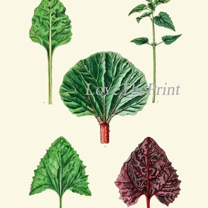 Salad Leaf Botanical Wall Art Set of 12 Prints Beautiful Antique ...