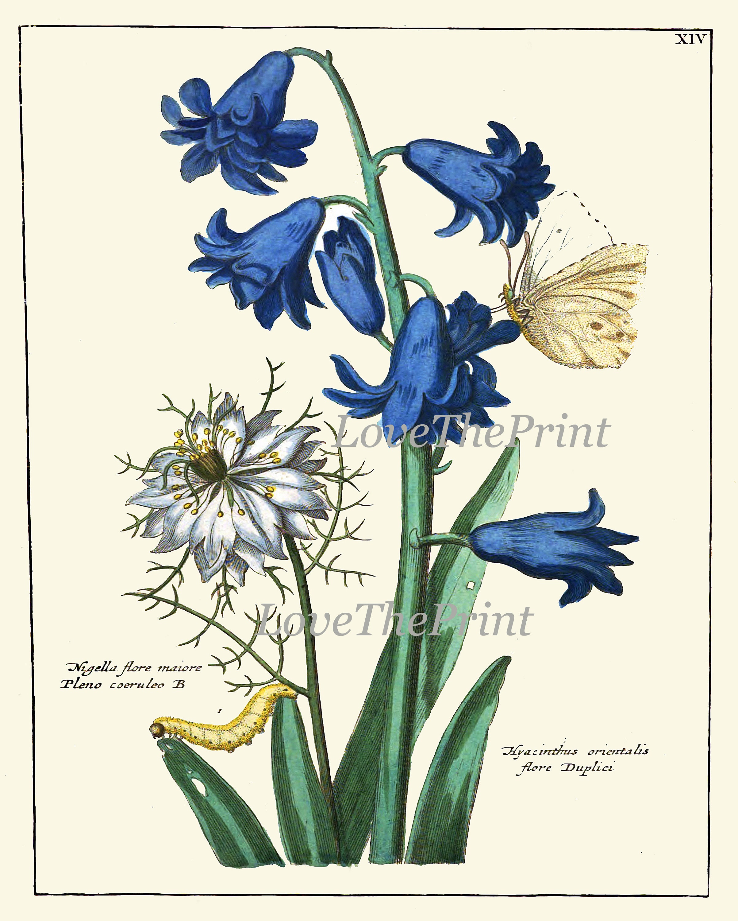 Antique Wildflowers Botanical Wall Art Set of 9 Prints Beautiful ...