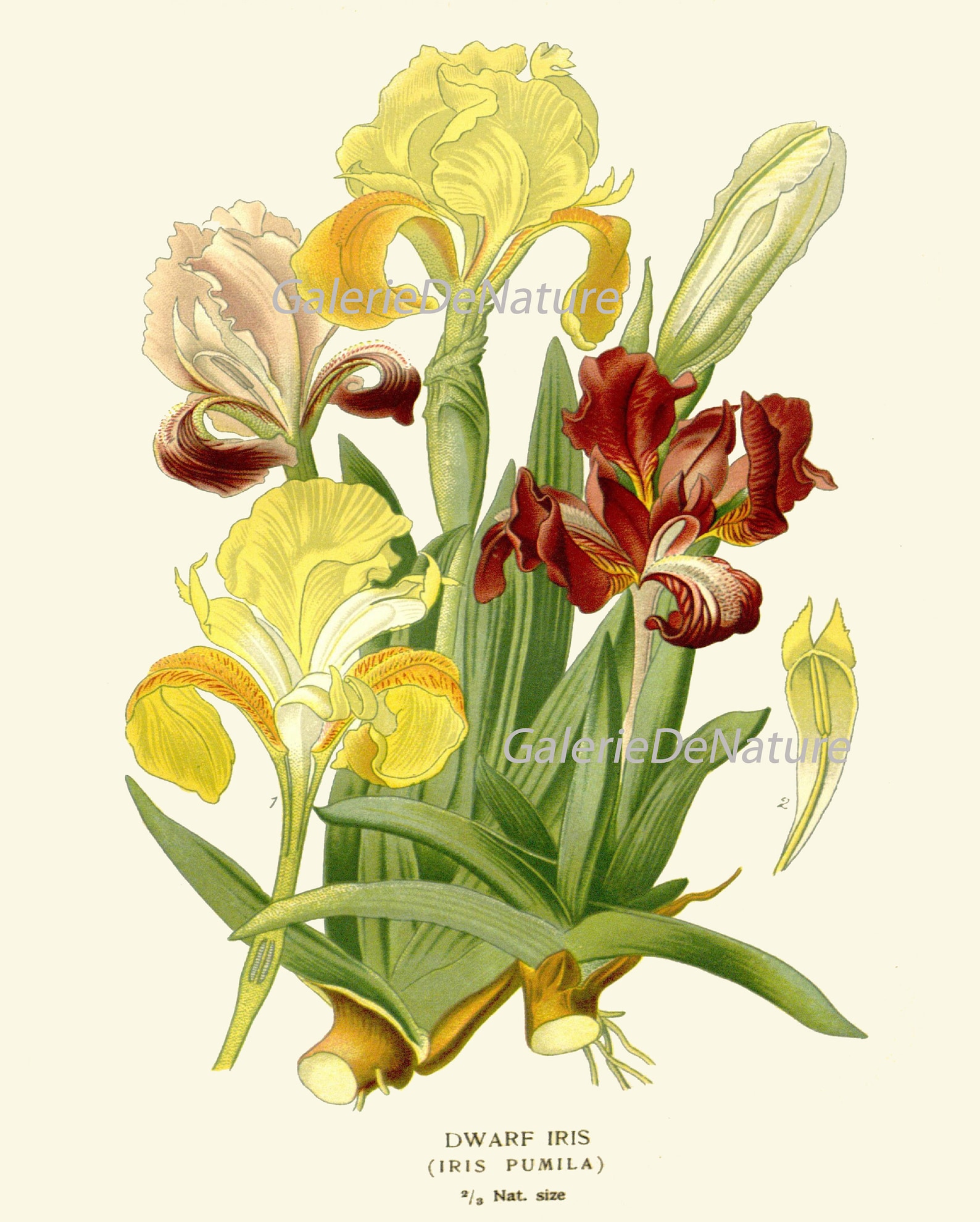Botanical Print Set of 4 Prints Tulip Lily Iris Beautiful Antique Wall ...