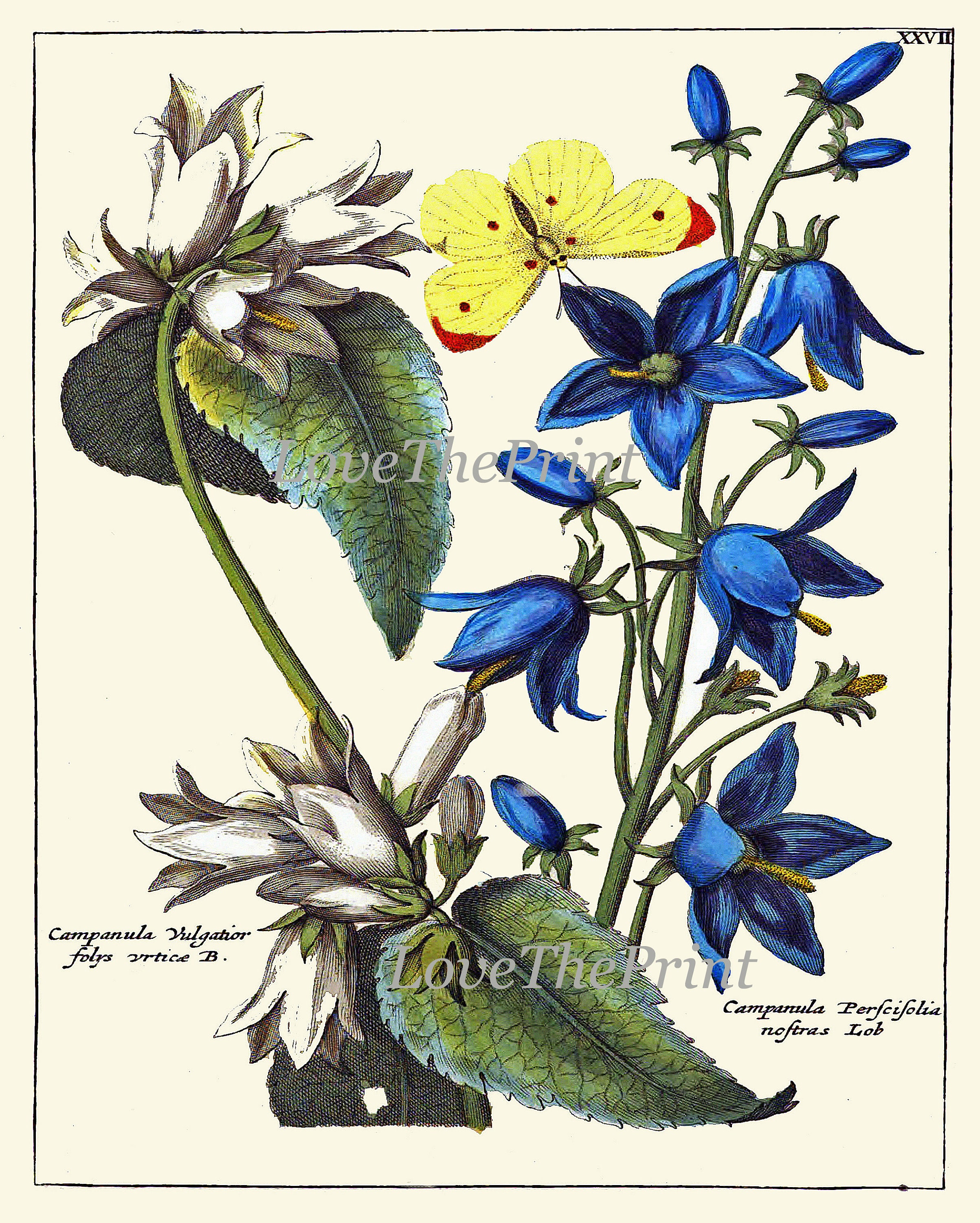 Antique Wildflowers Botanical Wall Art Set of 9 Prints Beautiful ...