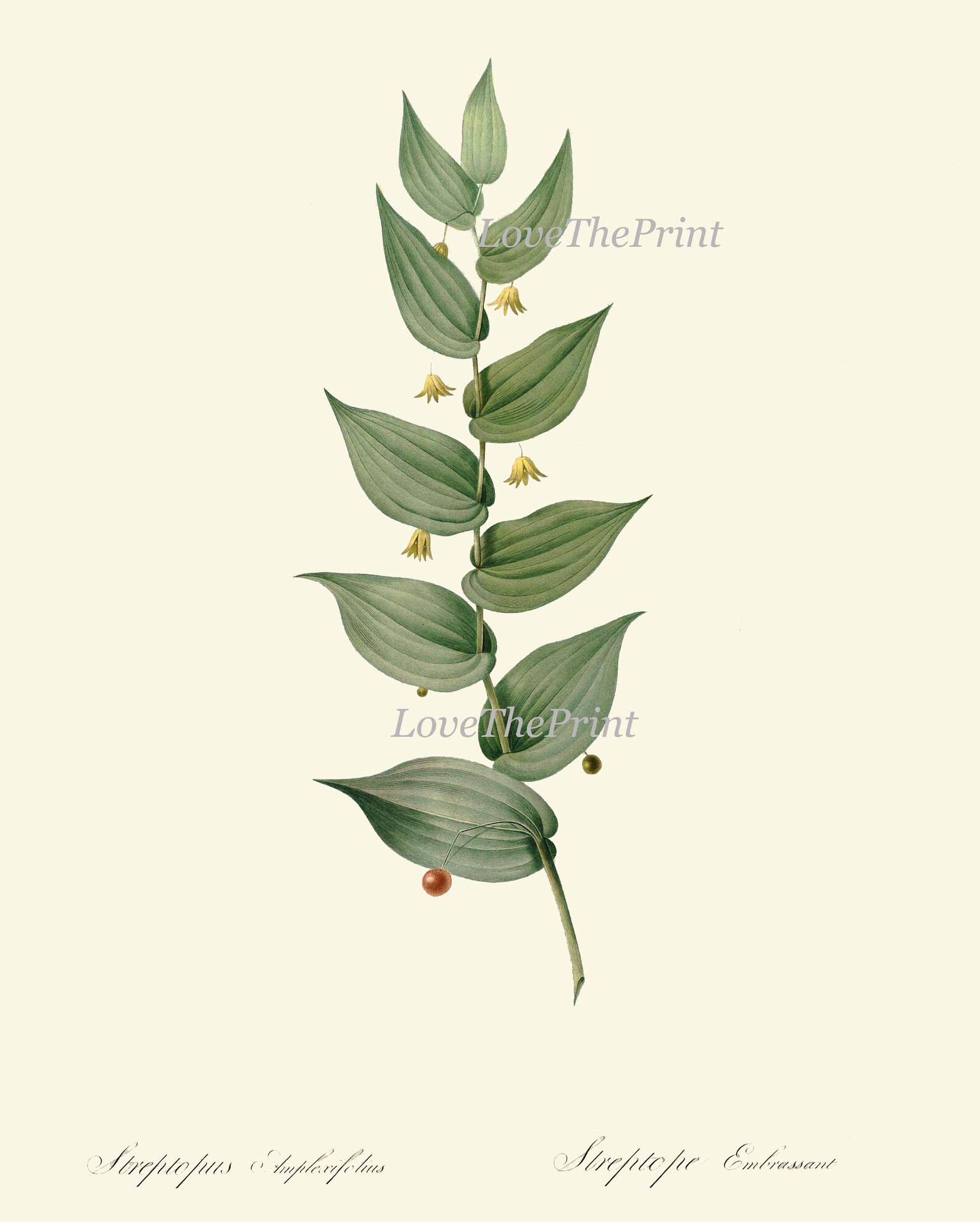 Botanical Prints Wall Art Set of 6 Beautiful Antique Vintage Pink Leaf ...