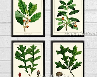 Botanisk väggkonst med ekollon, set med 4 tryck, vacker antik vintage, grönt träd, matsal, sovrum, öppen spis, hall, heminredning, att rama in, REDT