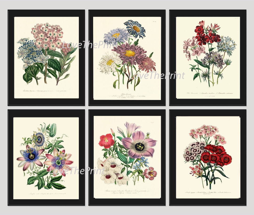 Vintage Botanical Wall Art Set of 6 Prints Beautiful Antique