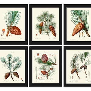 Pinecones Botanical Wall Decor Art Set of 6 Prints Beautiful Vintage Antique Pine Cone Tree Branch Rustic Cabin Home Decor to Frame TDA