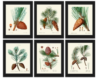 Pinecones Botanical Wall Decor Art Set de 6 impresiones Beautiful Vintage Antique Pine Cone Tree Branch Cabina rústica Decoración para el hogar para enmarcar TDA