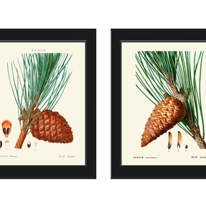 Pinecone Botanical Prints Wall Art Set of 2 Beautiful Antique Vintage Pine Tree Cone Forest Green Outdoor Nature Home Decor to Frame TDA