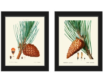 Pinecone Botanische Prints Wall Art Set van 2 mooie antieke vintage dennenappel bos groene outdoor natuur home decor om TDA in te lijsten