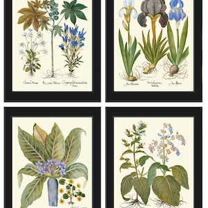 Botanical Wall Art Set of 4 Prints Beautiful Antique Vintage Blue Flowers Hellebores Iris Green Leaf Natural Nature Deocor to Frame BESL
