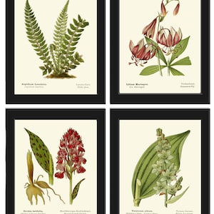 Wildflowers Fern Botanical Prints Wall Art Set of 4 Beautiful Antique Vintage Farmhouse Country Home Cabin Cottage Forest Decor to Frame AFS