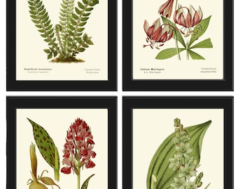 Wildflowers Fern Botanical Prints Wall Art Set of 4 Beautiful Antique Vintage Farmhouse Country Home Cabin Cottage Forest Decor to Frame AFS
