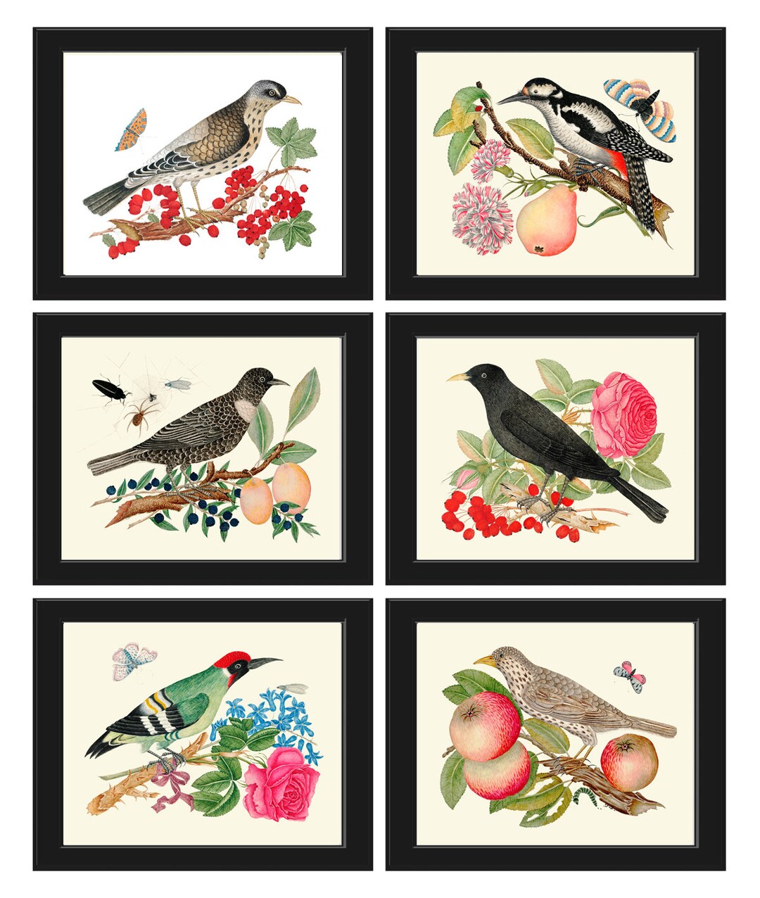 Bird Wall Decor Art Print Set of 6 Prints Antique Vintage Beautiful ...