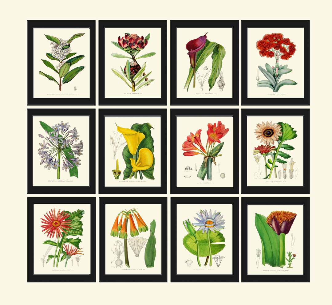 Botanical Prints Wall Art Set of 12 Beautiful Antique Vintage Colorful ...