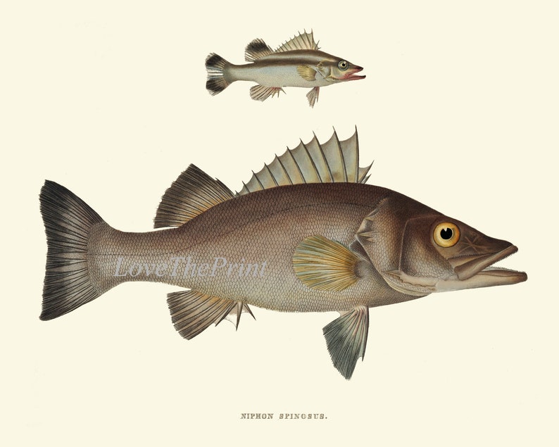 Vintage Fish Wall Art Set of 9 Prints Beautiful Antique Fishes Etsy