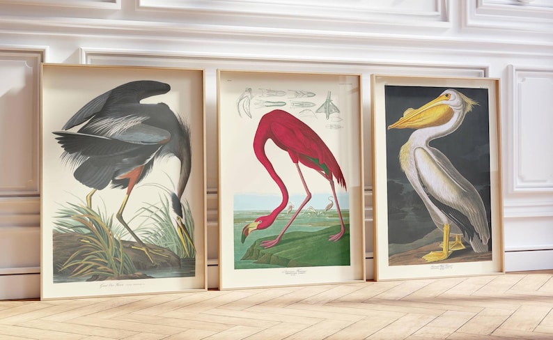 John James Audubon Wall Art Prints Set of 3 Classic Paintings Poster ...