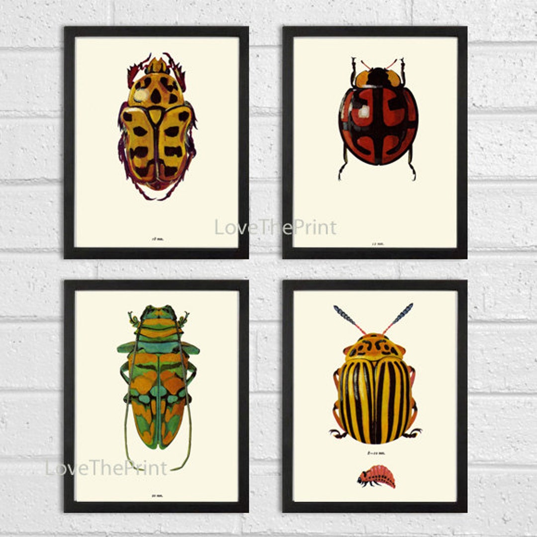 Vintage Beetle Wall Art Set of 4 Prints Beautiful Antique Beetles ...