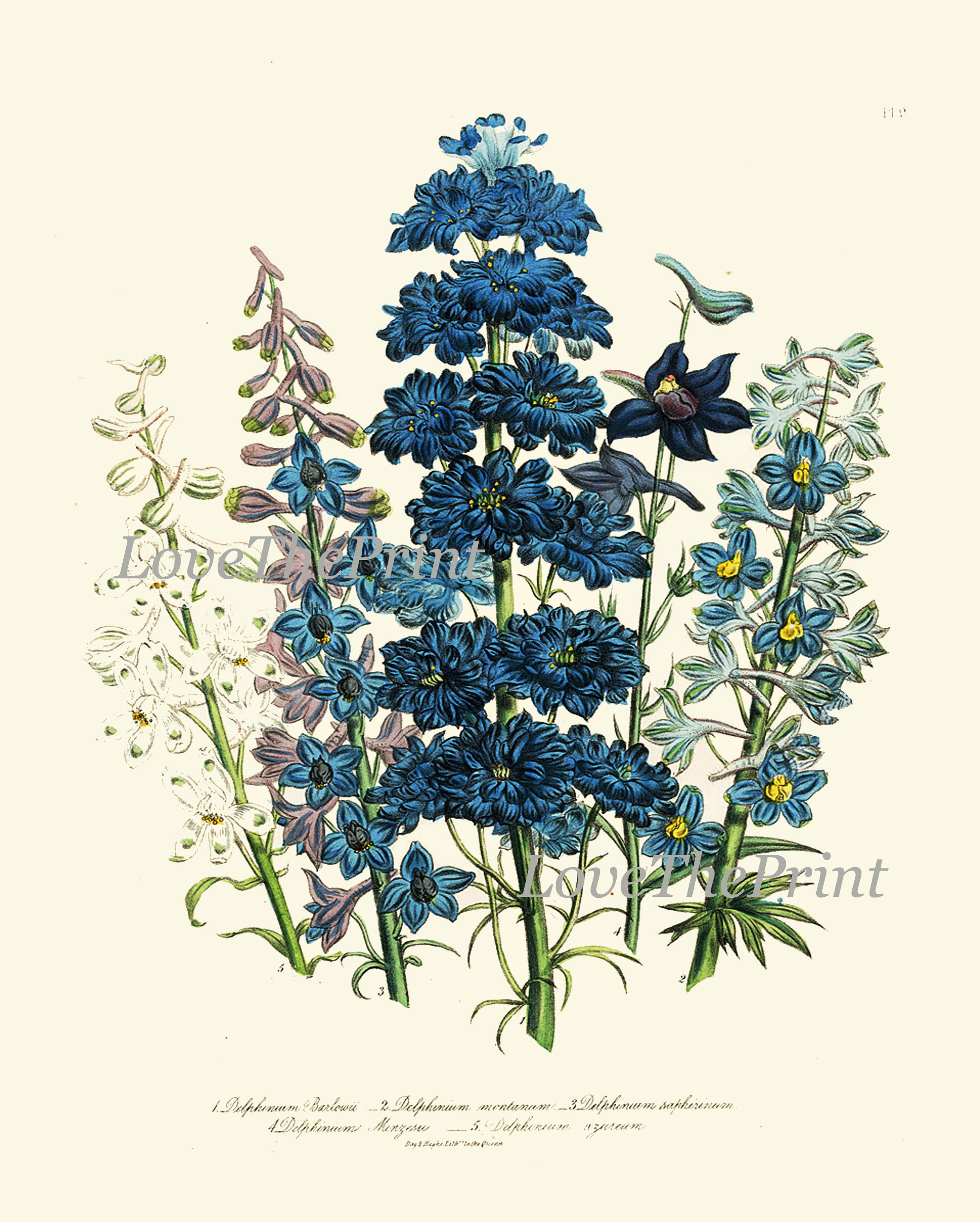 Blue Flowers Botanical Wall Art Set of 6 Prints Beautiful Vintage ...