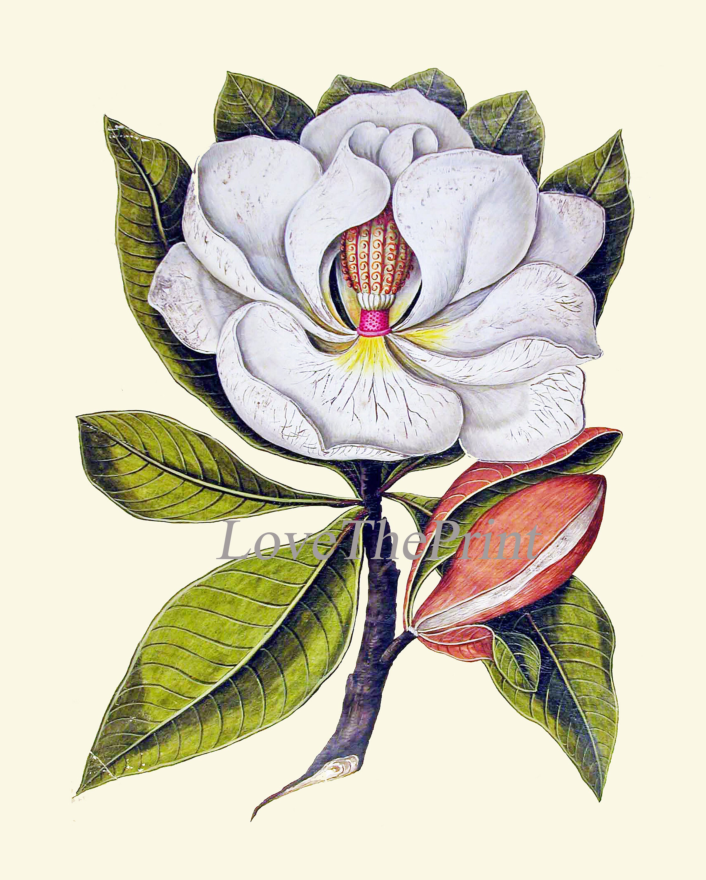 Blooming Magnolia Tree White Flowers Botanical Print Set of 4 Prints ...