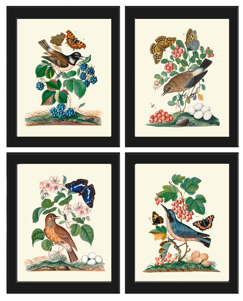 Vintage Bird Wall Art Set of 4 Prints Beautiful Antique Pretty Etsy