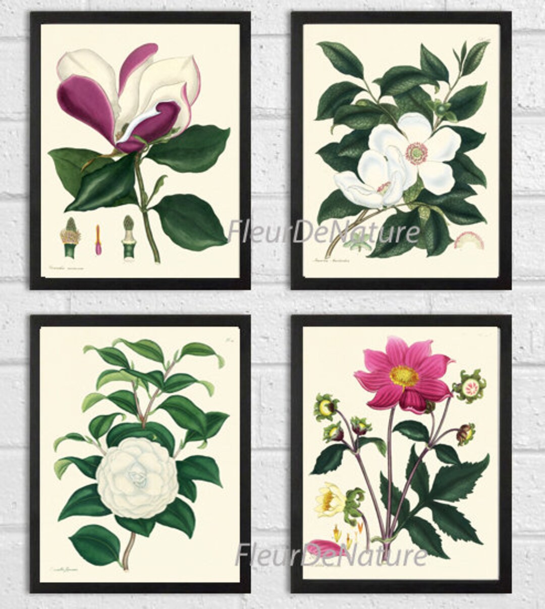 Botanical Print Set of 4 Prints Beautiful Antique Wall Art Rose Pink ...