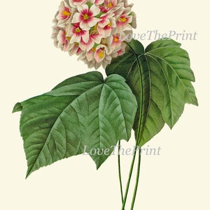 Botanical Wall Art Set of 3 Prints Beautiful Antique Vintage Pink ...