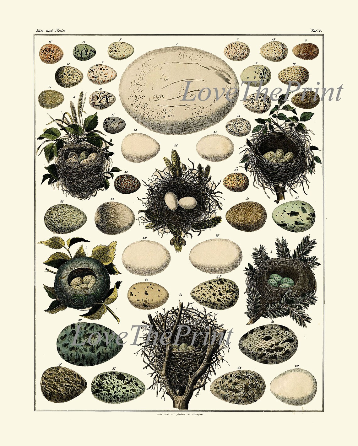 Vintage Bird Eggs Wall Art Print Set of 6 Beautiful Antique Etsy