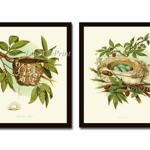 Bird Nest Eggs Wall Art Prints Set of 2 Beautiful Antique Vintage Rustic Country Forest Nature Cottage Farmhouse Home Room Decor to Frame GT