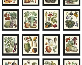 May include: A collection of 12 vintage botanical illustrations featuring various vegetables, including carrots, pumpkins, cabbages, turnips, and more. Each illustration is framed in black and set against a cream background.
