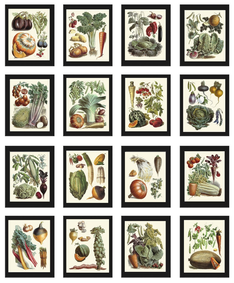 Vintage Vegetable Print Botanical Wall Art Set of 16 Beautiful Antique