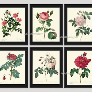Vintage Roses Botanical Wall Art Set of 6 Prints Beautiful White Pink Red Roses Bedroom Dining Room Garden Home Room Decor to Frame REDT