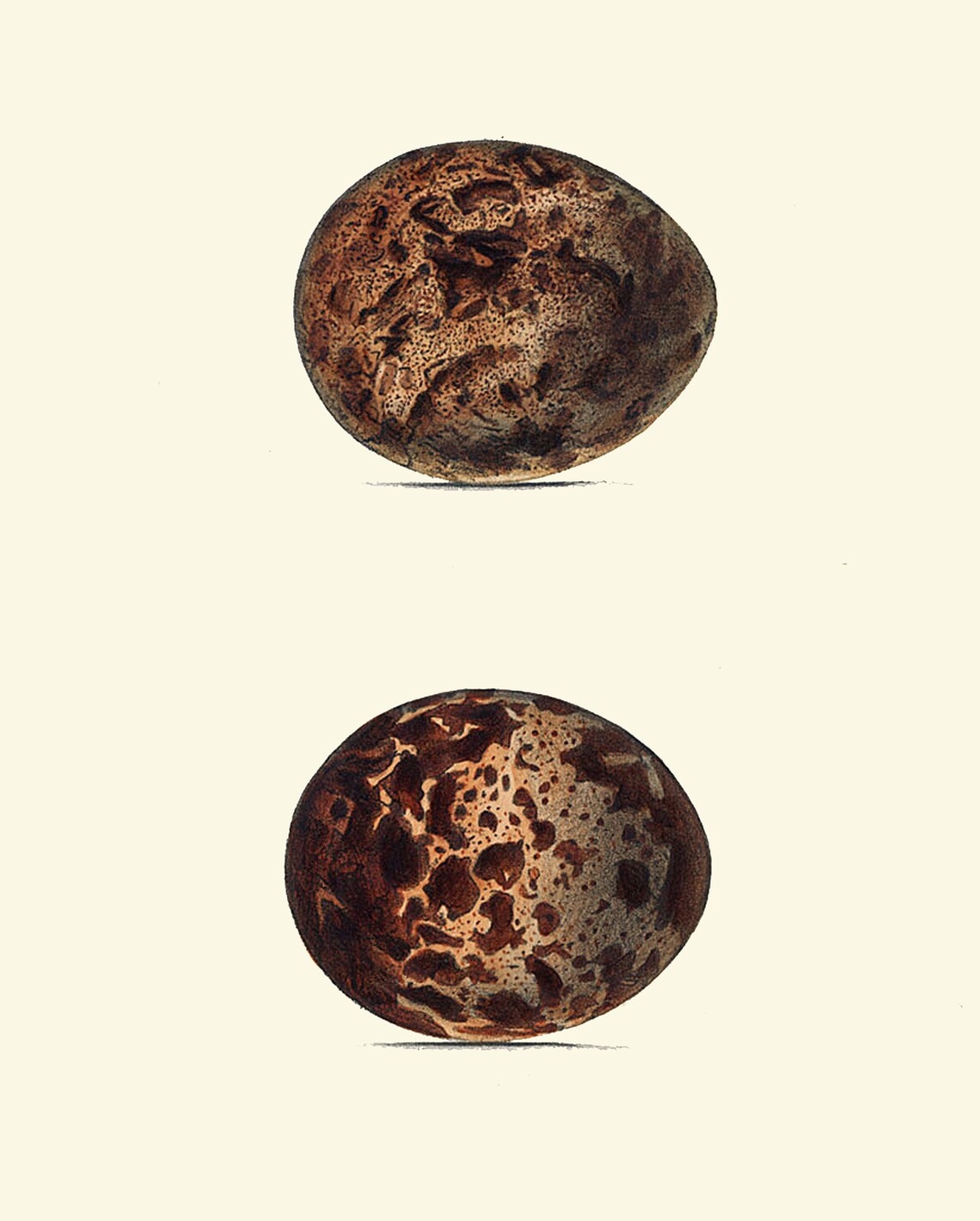 Vintage Bird Eggs Wall Art Print Set of 6 Beautiful Antique Etsy