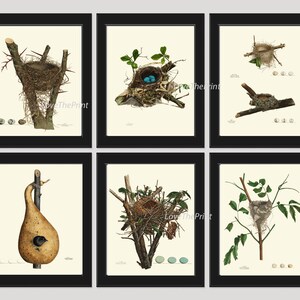 Vintage Bird Nest Egg Wall Decor Art Print Set of 6 Beautiful Antique Farmhouse Country Cottage Cabin Lake House Rustic Poster to Frame NEST