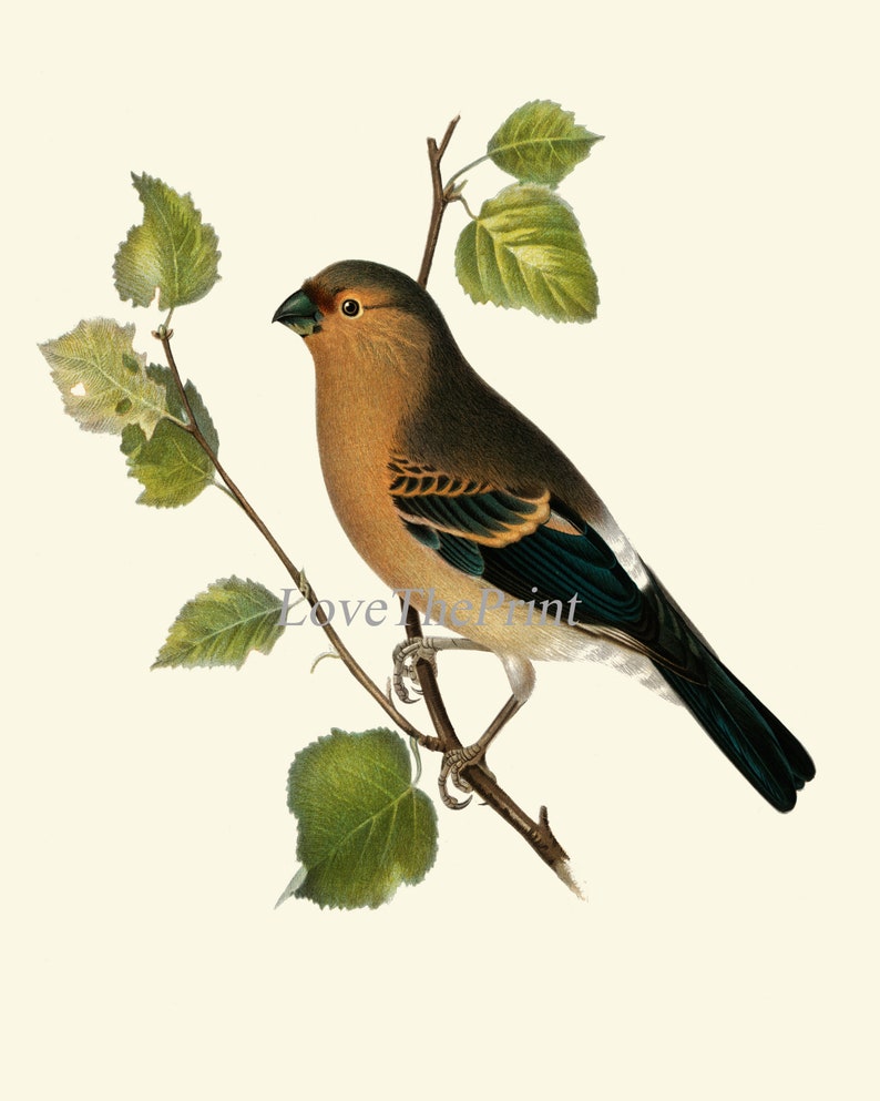 Bird Wall Art Set of 12 Prints Beautiful Antique Vintage Songbirds Bird ...